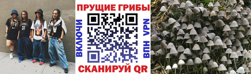 купить наркоту  Петровск  МЕГА онион  Псилоцибиновые грибы GOLDEN TEACHER 